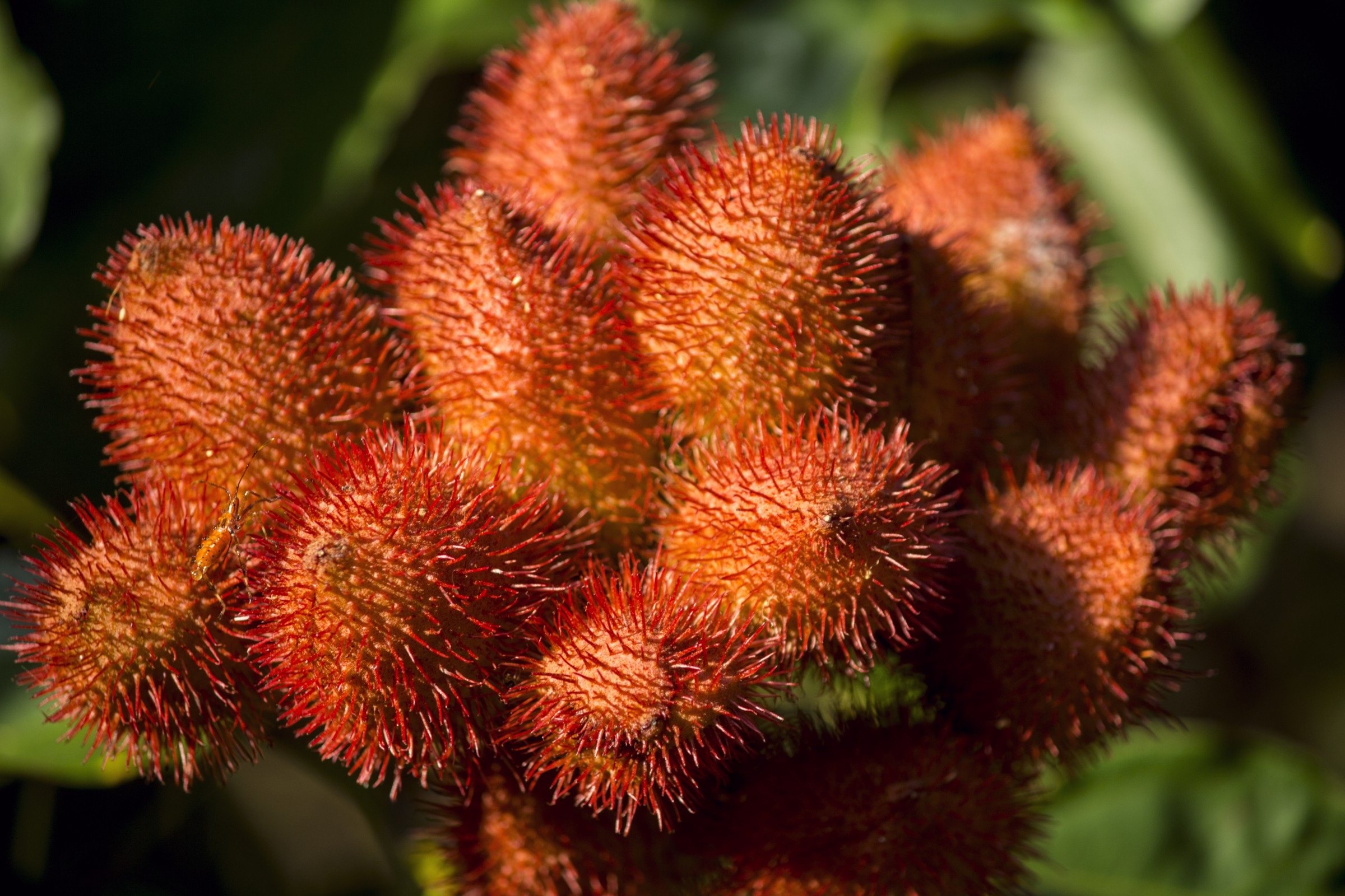 annatto-2502536.jpg